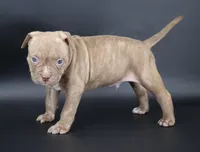 Ramses - XL - ABKC, a male American Bully for sale in Champaign, IL – 1 of 3