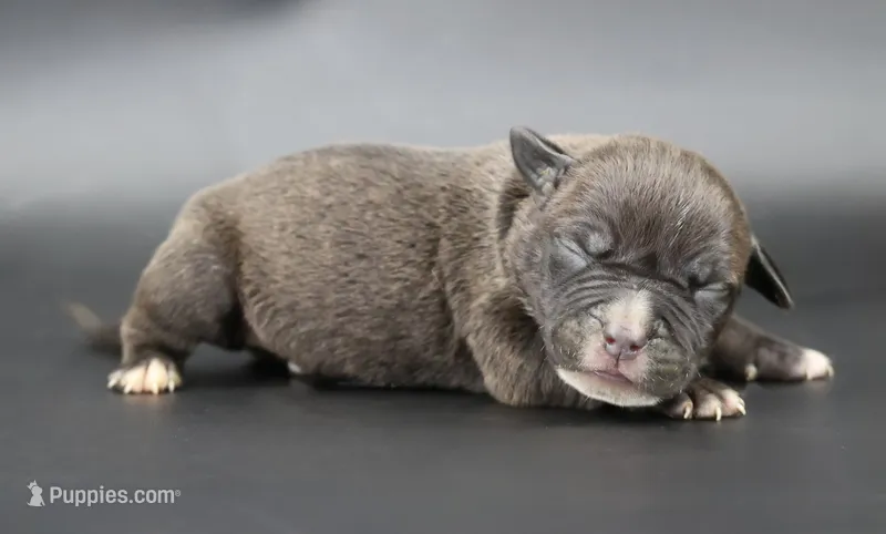 Osiris - XL - ABKC – American Bully puppy for sale in Champaign, IL