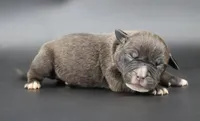 Osiris - XL - ABKC, a male American Bully for sale in Champaign, IL – 1 of 2