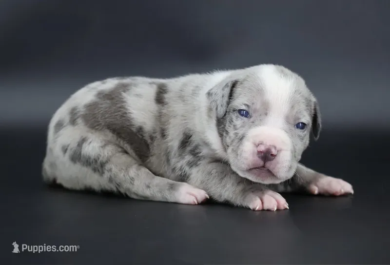 Empress - XL - ABKC – American Bully puppy for sale in Champaign, IL