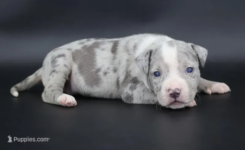 Empress - XL - ABKC – American Bully puppy for sale in Champaign, IL