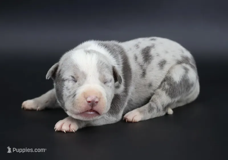 Empress - XL - ABKC – American Bully puppy for sale in Champaign, IL