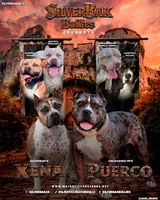 Empress - XL - ABKC, a female American Bully for sale in Champaign, IL – Photo 2 of 2