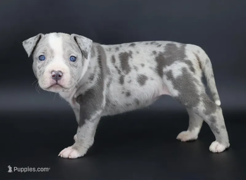 Empress - XL - ABKC – American Bully puppy for sale in Champaign, IL