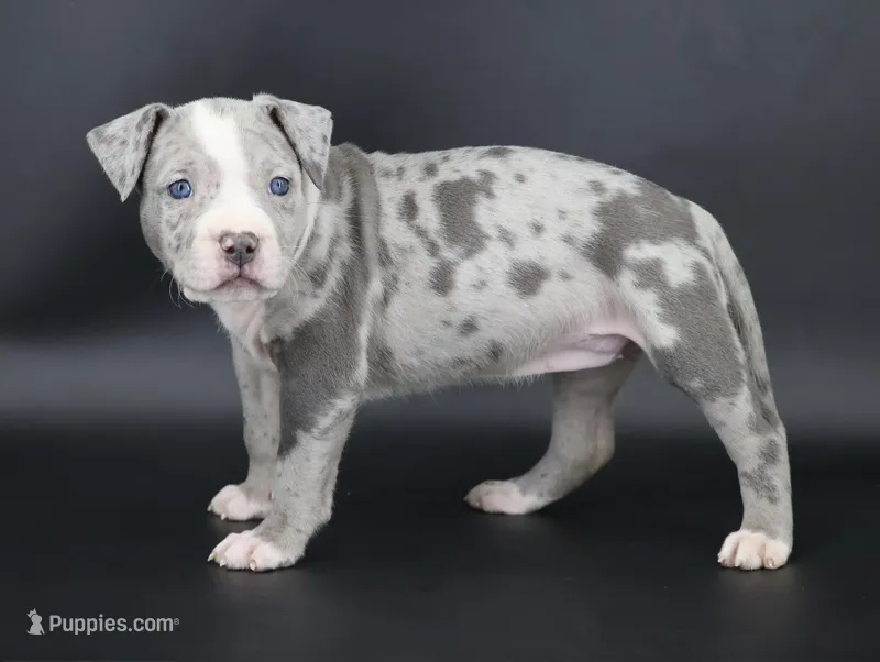 Empress - XL - ABKC – American Bully puppy for sale in Champaign, IL