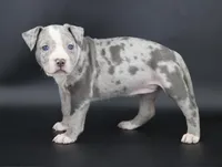 Empress - XL - ABKC, a female American Bully for sale in Champaign, IL – 1 of 2