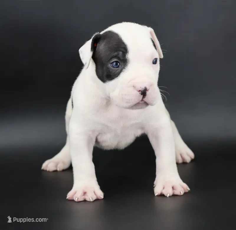 Achilles - XL - ABKC – American Bully puppy for sale in Champaign, IL