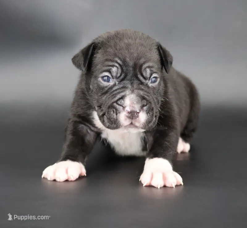 Perseus - XL - ABKC – American Bully puppy for sale in Champaign, IL