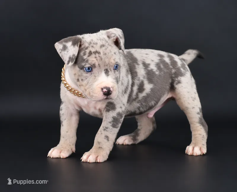 Ezra - XL - ABKC – American Bully puppy for sale in Champaign, IL