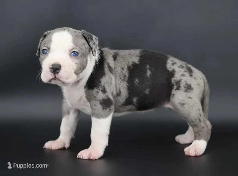 Magnolia - XL - ABKC – American Bully puppy for sale in Champaign, IL