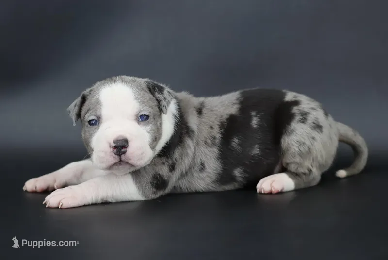 Magnolia - XL - ABKC – American Bully puppy for sale in Champaign, IL