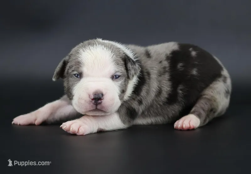 Magnolia - XL - ABKC – American Bully puppy for sale in Champaign, IL