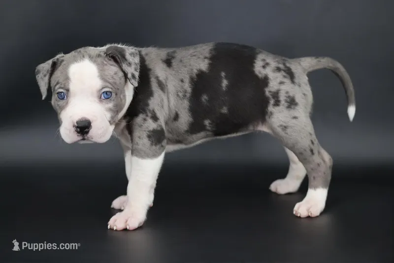 Magnolia - XL - ABKC – American Bully puppy for sale in Champaign, IL