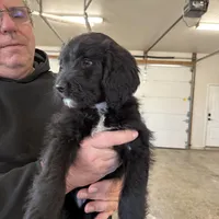 Girl # 3, a female English Shepherd and Poodle - Standard  for sale in Skiatook, OK – Photo 6 of 6