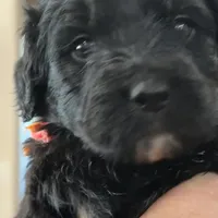 Girl # 3, a female English Shepherd and Poodle - Standard  for sale in Skiatook, OK – Photo 3 of 6