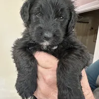 Girl # 3, a female English Shepherd and Poodle - Standard  for sale in Skiatook, OK – Photo 5 of 6