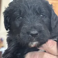Girl # 3, a female English Shepherd and Poodle - Standard  for sale in Skiatook, OK – Photo 2 of 6