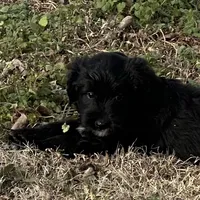 Girl # 3, a female English Shepherd and Poodle - Standard  for sale in Skiatook, OK – Photo 4 of 6