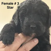 Girl # 3, a female English Shepherd and Poodle - Standard  for sale in Skiatook, OK – Photo 1 of 6