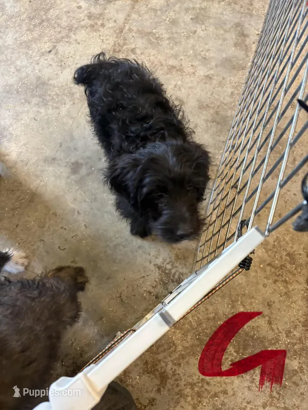 Girl # 3 – English Shepherd, Poodle - Standard  puppy for sale in Skiatook, OK