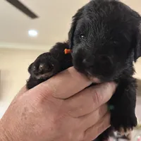 Bowtie Female 2, a female English Shepherd and Poodle - Standard  for sale in Skiatook, OK – Photo 9 of 9