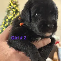 Bowtie Female 2, a female English Shepherd and Poodle - Standard  for sale in Skiatook, OK – Photo 7 of 9