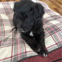 Bowtie Female 2, a female English Shepherd and Poodle - Standard  for sale in Skiatook, OK – Photo 4 of 9