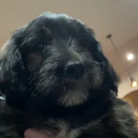 Bowtie Female 2, a female English Shepherd and Poodle - Standard  for sale in Skiatook, OK – Photo 3 of 9