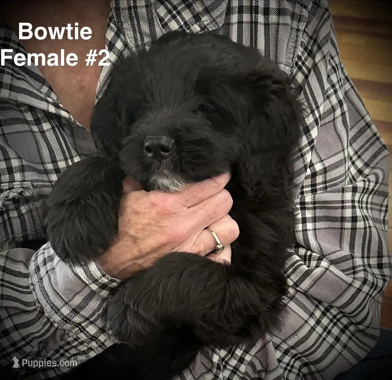 Bowtie Female 2