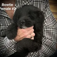 Bowtie Female 2, a female English Shepherd and Poodle - Standard  for sale in Skiatook, OK – Photo 1 of 9