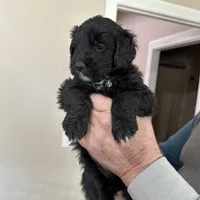 Bowtie Female 2, a female English Shepherd and Poodle - Standard  for sale in Skiatook, OK – Photo 8 of 9