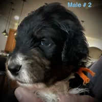 Male # 2, a male English Shepherd and Poodle - Standard  for sale in Skiatook, OK – Photo 6 of 6