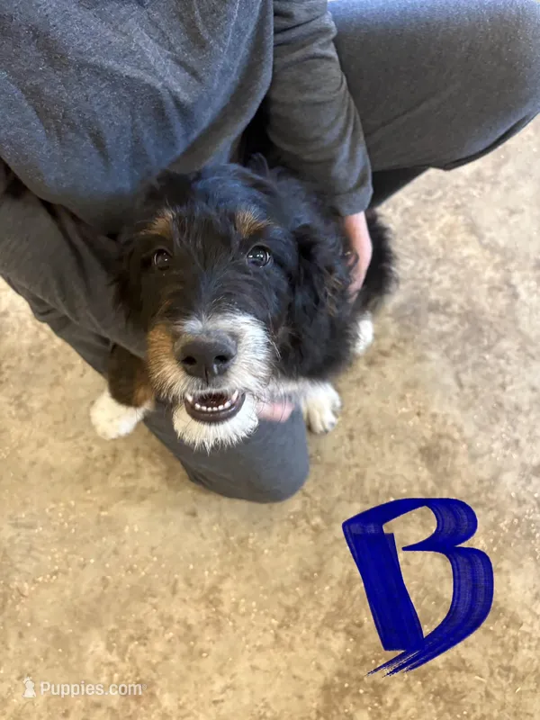 Male # 2 – English Shepherd, Poodle - Standard  puppy for sale in Skiatook, OK