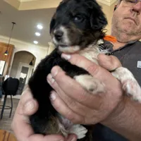 Male # 2, a male English Shepherd and Poodle - Standard  for sale in Skiatook, OK – Photo 2 of 6