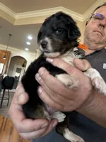 processed/38cbf672-b52c-4185-8043-30dfaa5fc9f8/listing/51bd94a1-0837-492a-8ddb-54e6f27c755a/66f967d9-e0ab-4fe9-87d4-84c3b8894a4d