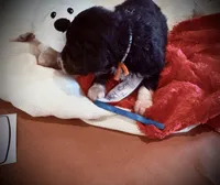 processed/38cbf672-b52c-4185-8043-30dfaa5fc9f8/listing/51bd94a1-0837-492a-8ddb-54e6f27c755a/6e97d135-9b45-4789-890f-0e3be2bea4e7