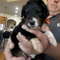 Male # 2, a male English Shepherd and Poodle - Standard  for sale in Skiatook, OK – Photo 4 of 6