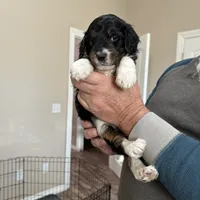 Male # 2, a male English Shepherd and Poodle - Standard  for sale in Skiatook, OK – Photo 3 of 6