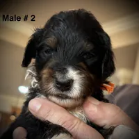 Male # 2, a male English Shepherd and Poodle - Standard  for sale in Skiatook, OK – Photo 5 of 6