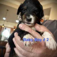 Male # 2, a male English Shepherd and Poodle - Standard  for sale in Skiatook, OK – Photo 1 of 6