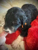 processed/38cbf672-b52c-4185-8043-30dfaa5fc9f8/listing/51bd94a1-0837-492a-8ddb-54e6f27c755a/ed688df5-0198-467e-b9e8-52b39af215c0