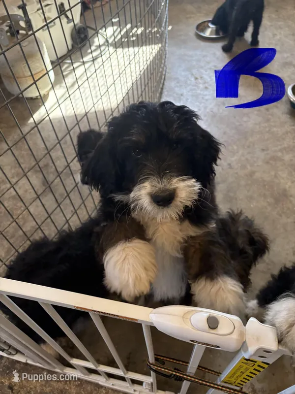 Male # 3 – English Shepherd, Poodle - Standard  puppy for sale in Skiatook, OK