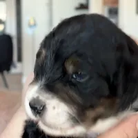 Male # 3, a male English Shepherd and Poodle - Standard  for sale in Skiatook, OK – Photo 6 of 6