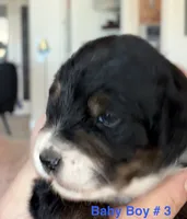 processed/38cbf672-b52c-4185-8043-30dfaa5fc9f8/listing/733f32a5-6745-41bf-aec4-1dbb87a16469/5bcb0087-1426-4115-b0f3-40c19da52521