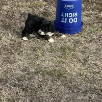 Male # 3, a male English Shepherd and Poodle - Standard  for sale in Skiatook, OK – Photo 4 of 6