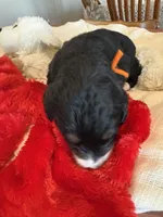 processed/38cbf672-b52c-4185-8043-30dfaa5fc9f8/listing/733f32a5-6745-41bf-aec4-1dbb87a16469/972d8484-aff3-464c-858b-145c702d7072