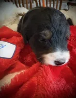 processed/38cbf672-b52c-4185-8043-30dfaa5fc9f8/listing/733f32a5-6745-41bf-aec4-1dbb87a16469/98e4f538-e027-4f09-9fe9-f18a65c475e7