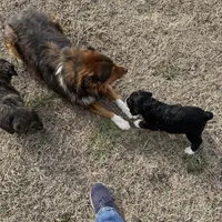 Male # 3, a male English Shepherd and Poodle - Standard  for sale in Skiatook, OK – Photo 5 of 6
