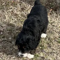 Male # 3, a male English Shepherd and Poodle - Standard  for sale in Skiatook, OK – Photo 3 of 6