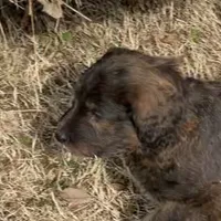 Male # 5, a male English Shepherd and Poodle - Standard  for sale in Skiatook, OK – Photo 1 of 8